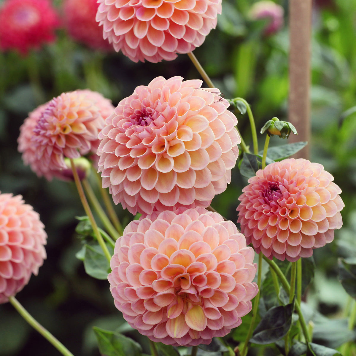 Dahlia Jowey Winnie - Dahlia Jowey Winnie - Bakker