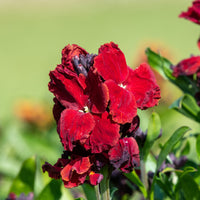 Muurbloem 'Colour Vibe Red®' - Erysimum Colour Vibe Red ® - Bakker