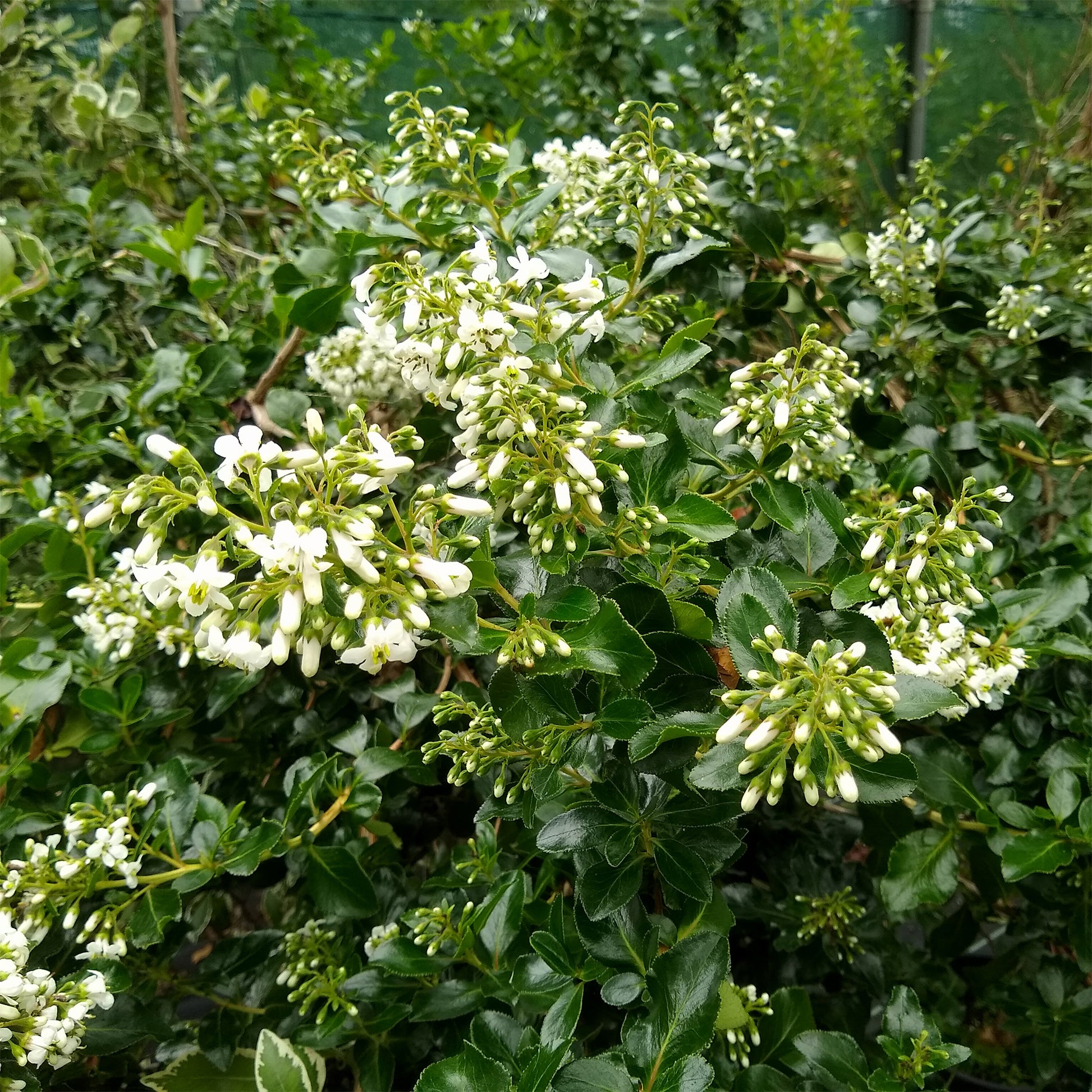 Escallonia Iveyi - Escalonia 'Iveyi' - Escallonia