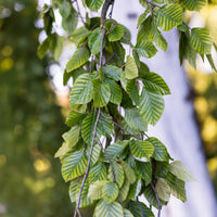 Verkoop Groene treurbeuk - Fagus sylvatica Pendula