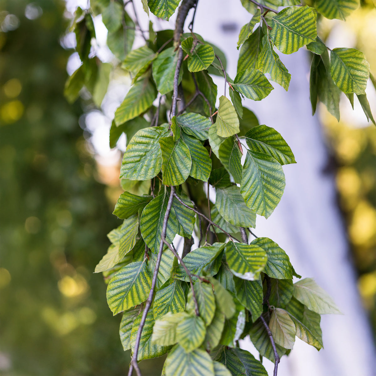 Verkoop Groene treurbeuk - Fagus sylvatica Pendula