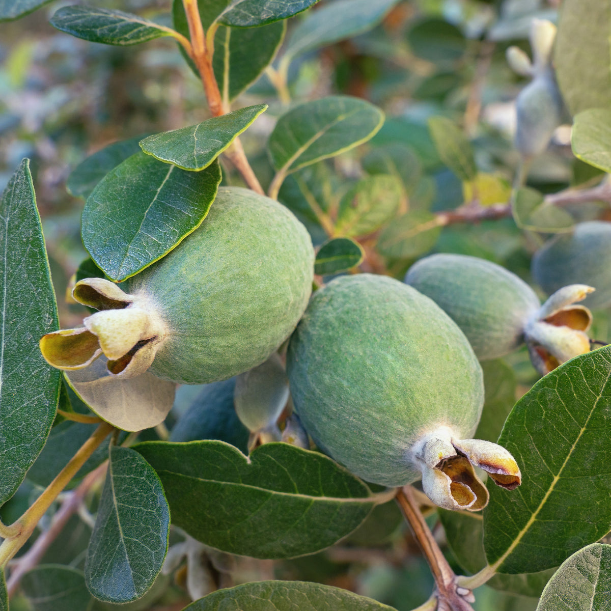 Exotische fruit - Braziliaanse guave / Ananasguave - Feijoa sellowiana