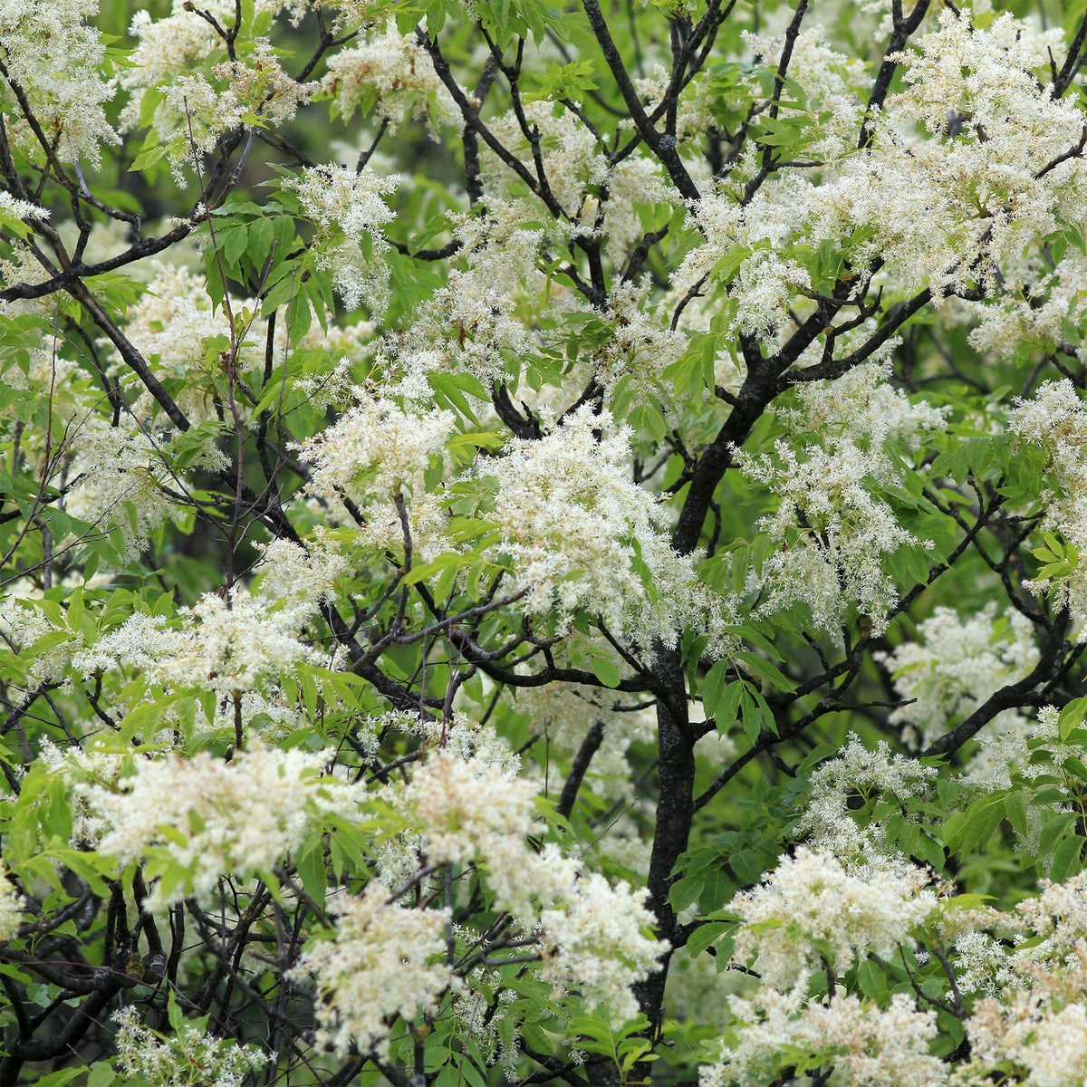 Pluim-es - Fraxinus ornus - Bakker