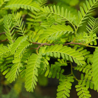Amerikaanse gleditsia 'Elegantissima' / Valse christusdoorn - Gleditsia triacanthos Elegantissima - Bakker