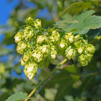 HUMULUS lupulus Prima Donna ® - Humulus lupulus Prima Donna ® - Bakker