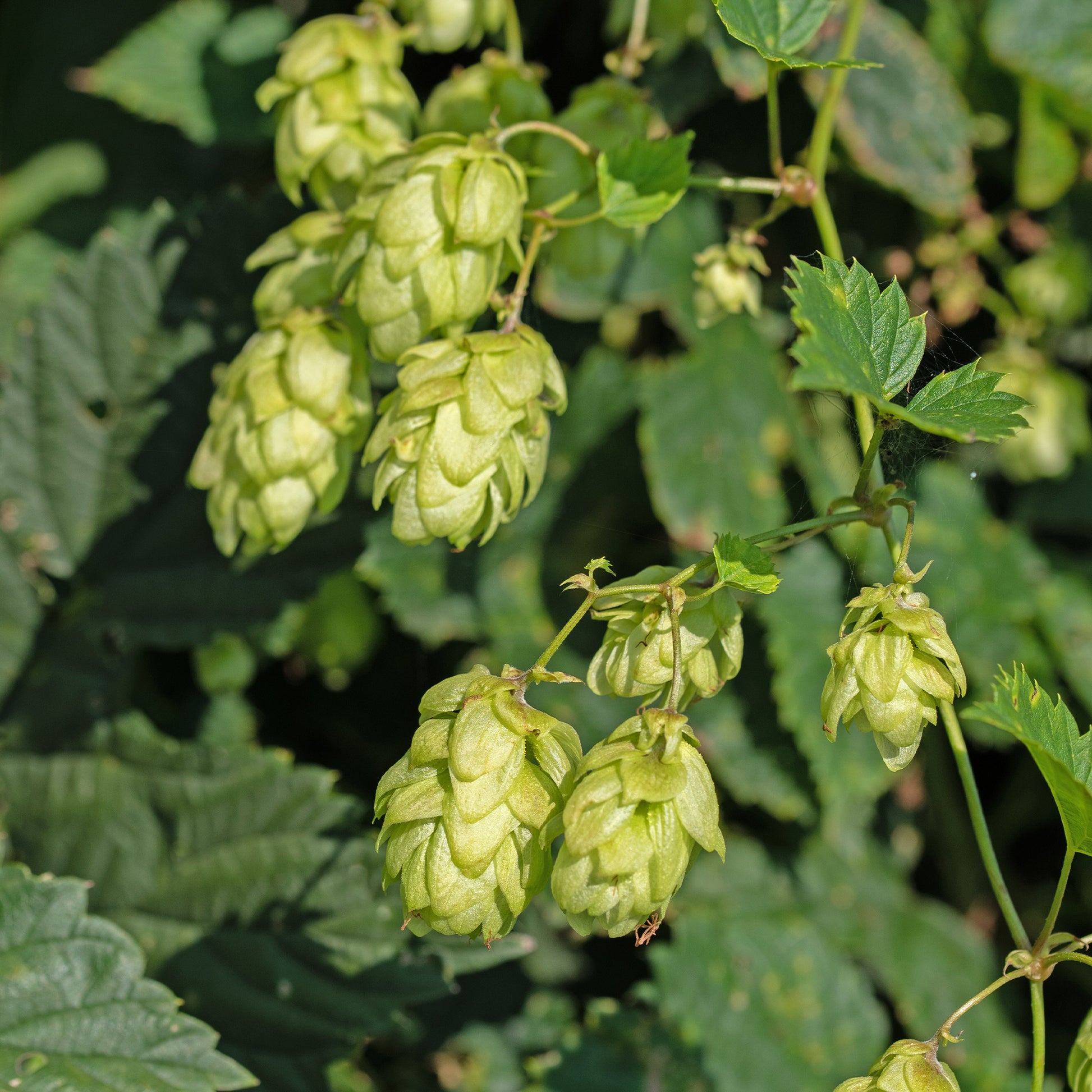 HUMULUS lupulus Prima Donna ® - Bakker