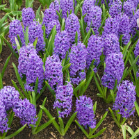 Hyacint Blue Jacket - Hyacinthus orientalis Blue Jacket - Bakker