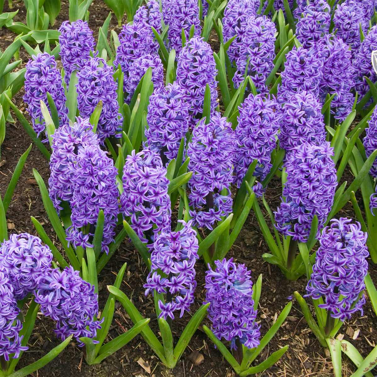 Hyacint Blue Jacket - Hyacinthus orientalis Blue Jacket - Bakker