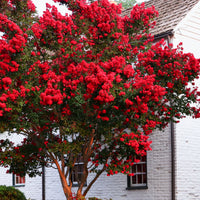 Indische sering - Indische sering Red Rocket - Lagerstroemia indica Red Rocket