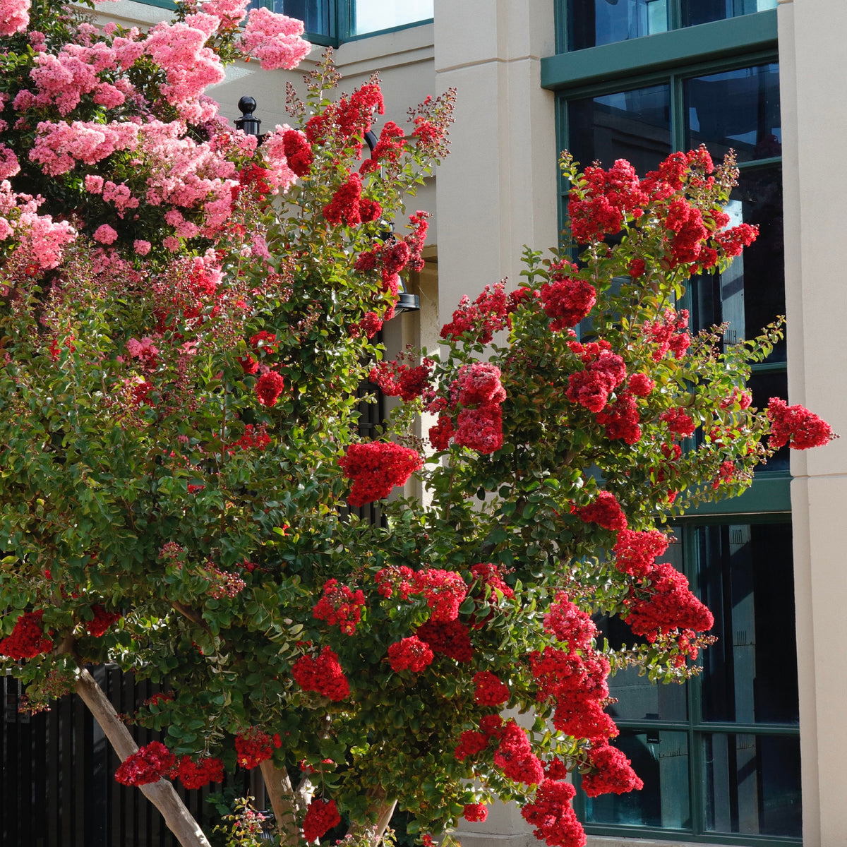 Indische sering Red Rocket - Lagerstroemia indica Red Rocket - Bakker