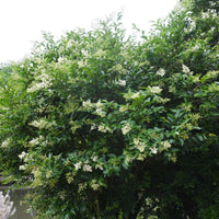 Chinese Liguster - Bakker