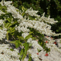 Ligustrum lucidum - Chinese Liguster - Ligusterhagen