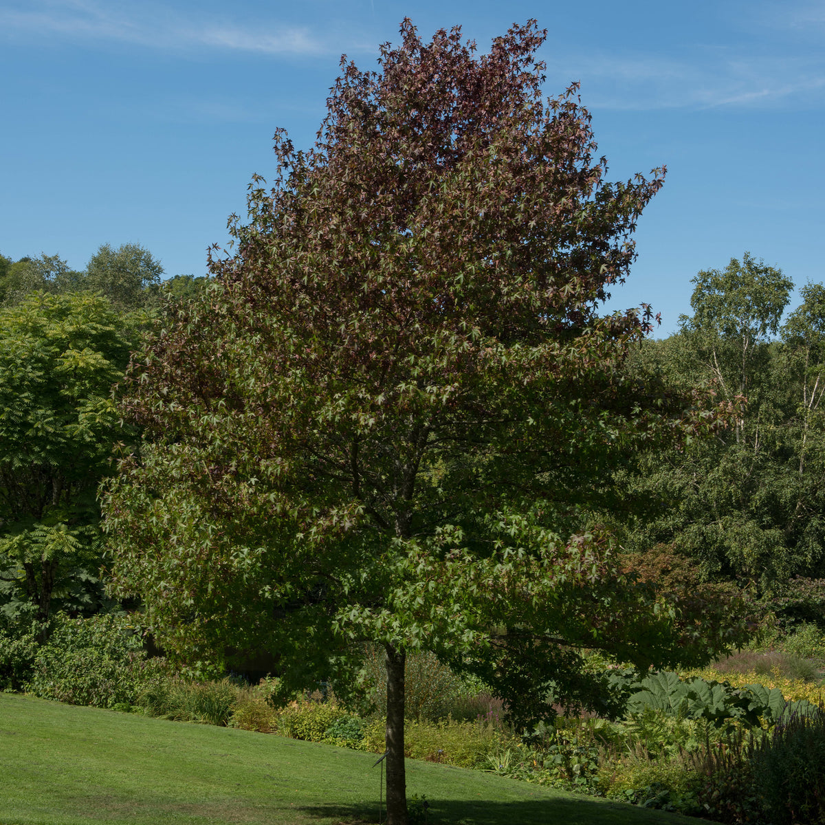 Amberboom Worplesdon - Liquidambar styraciflua Worplesdon - Bakker