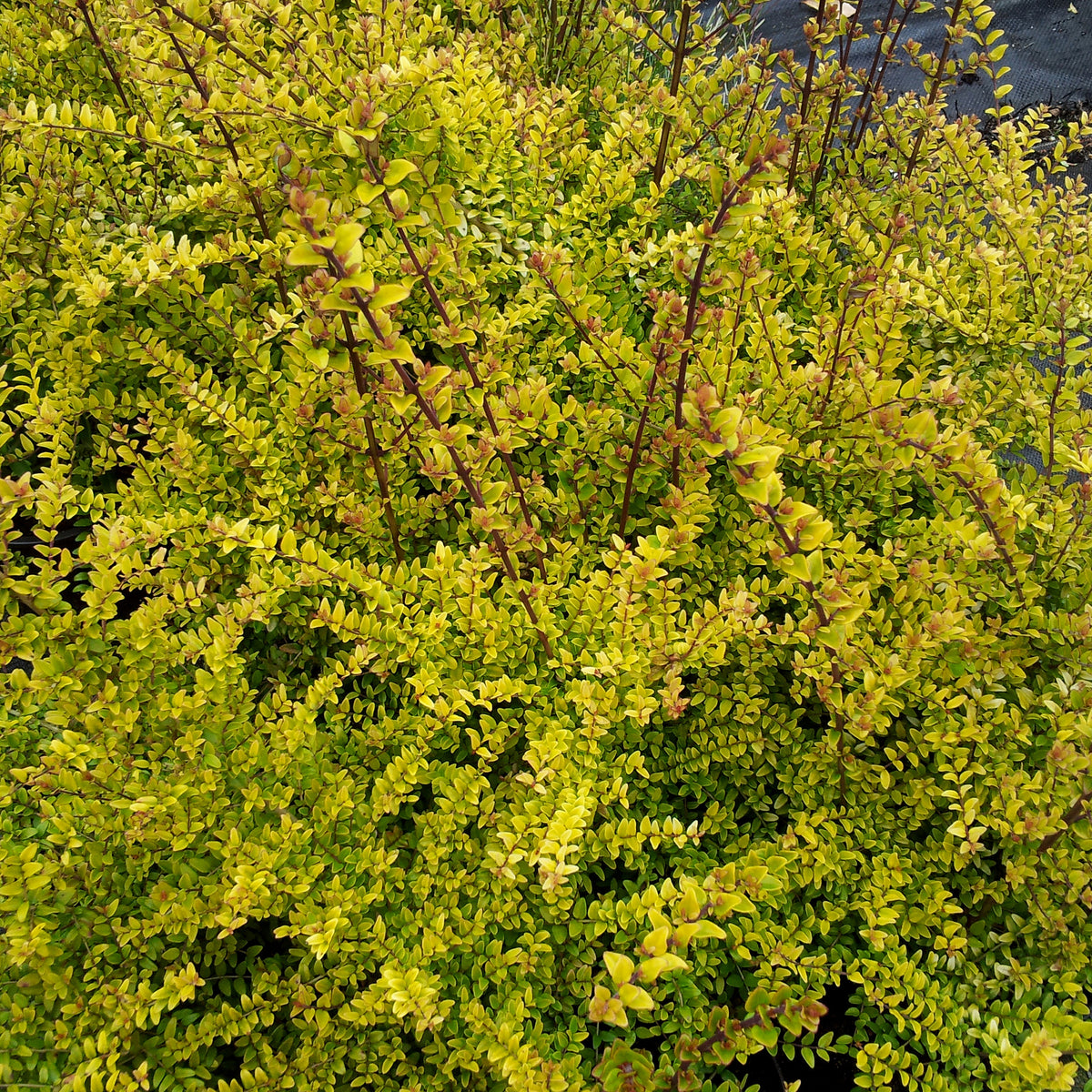 Chinese Kamperfoelie 'Baggesen's Gold' - Lonicera nitida Baggesen's Gold - Bakker