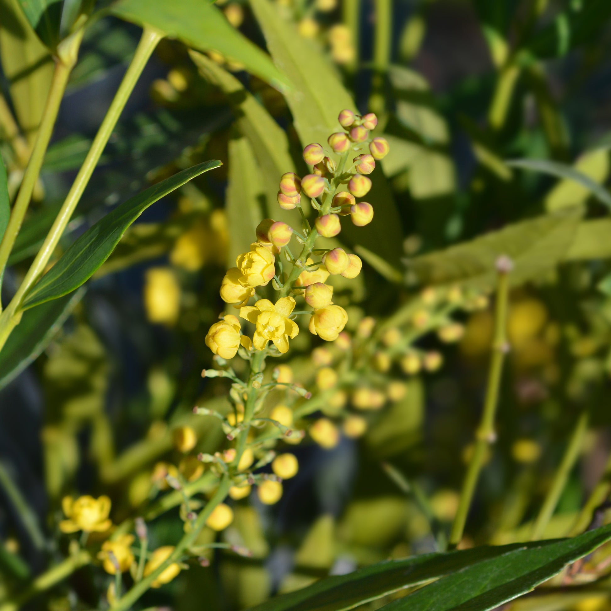 Mahonia confusa Narihira - Mahoniastruik Nara Hiri - Mahonia