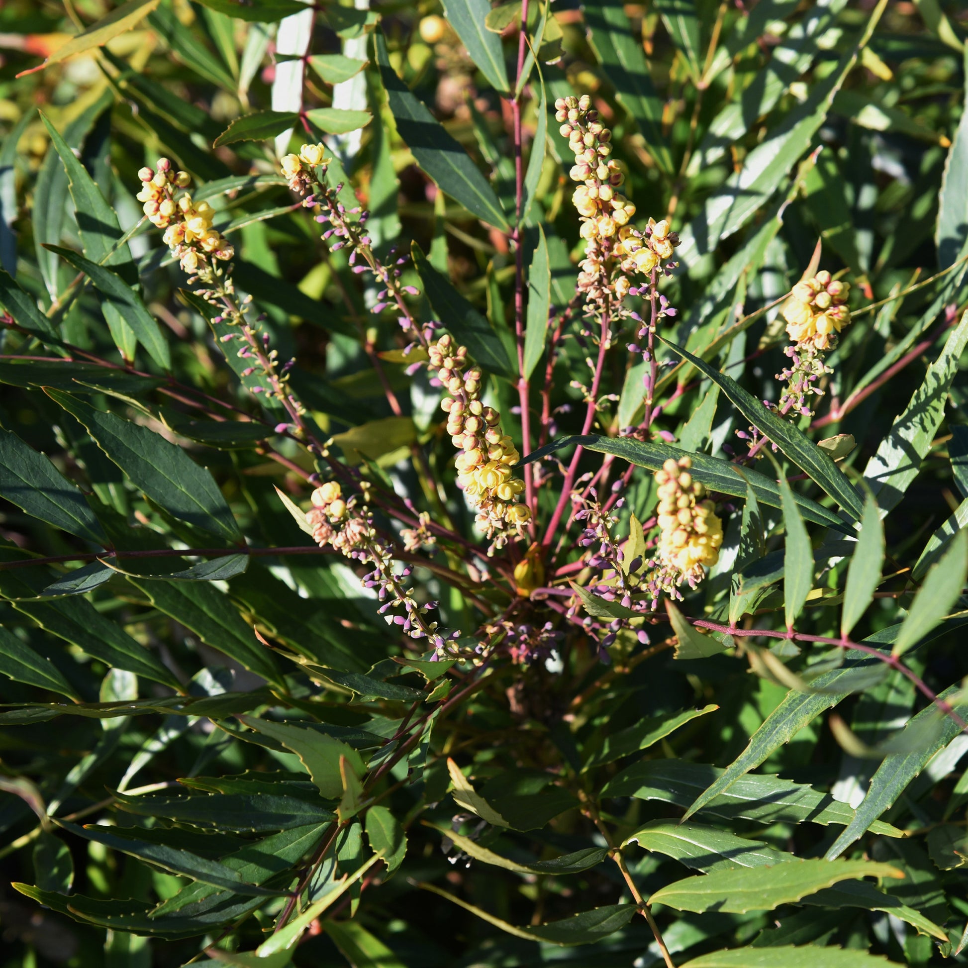 Mahoniastruik Nara Hiri - Mahonia confusa Narihira - Bakker