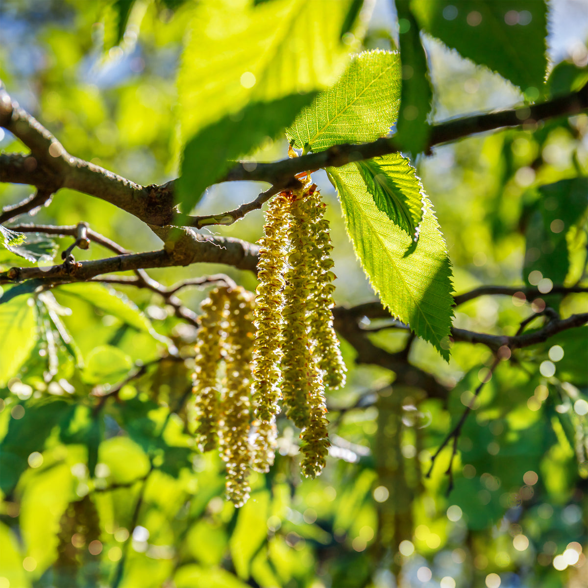 Europese hopbeuk - Ostrya carpinifolia - Bakker