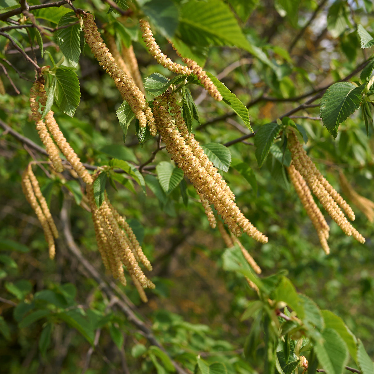 Ostrya carpinifolia - Europese hopbeuk - Haagbeuk