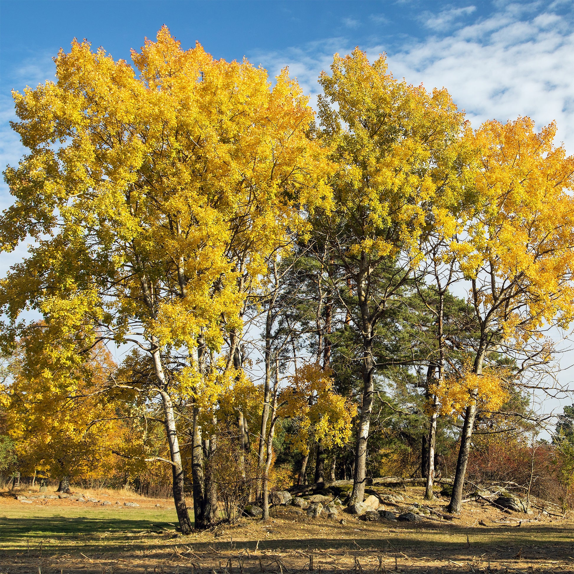 Ratelpopulier - Populus tremula - Bakker