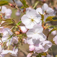 Japanse sierkers 'Sunset Boulevard'