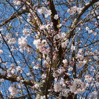 Roze winterkers - Bakker