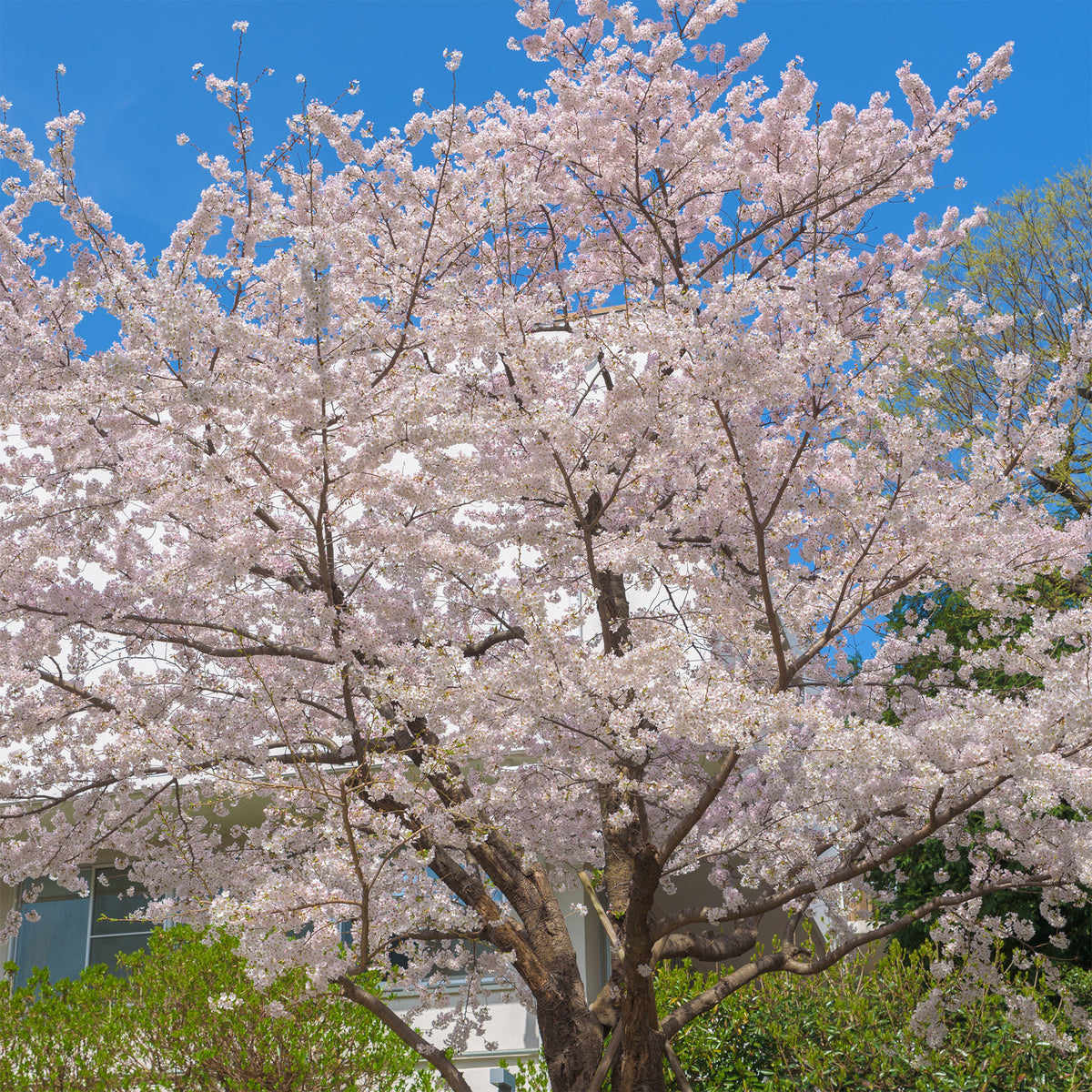 Japanse sierkers 'Yedoensis' - Prunus x yedoensis - Bakker