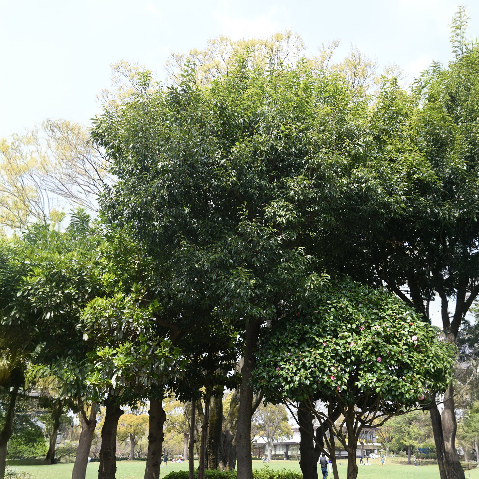 Quercus myrsinifolia - Bamboebladige eik - Bomen