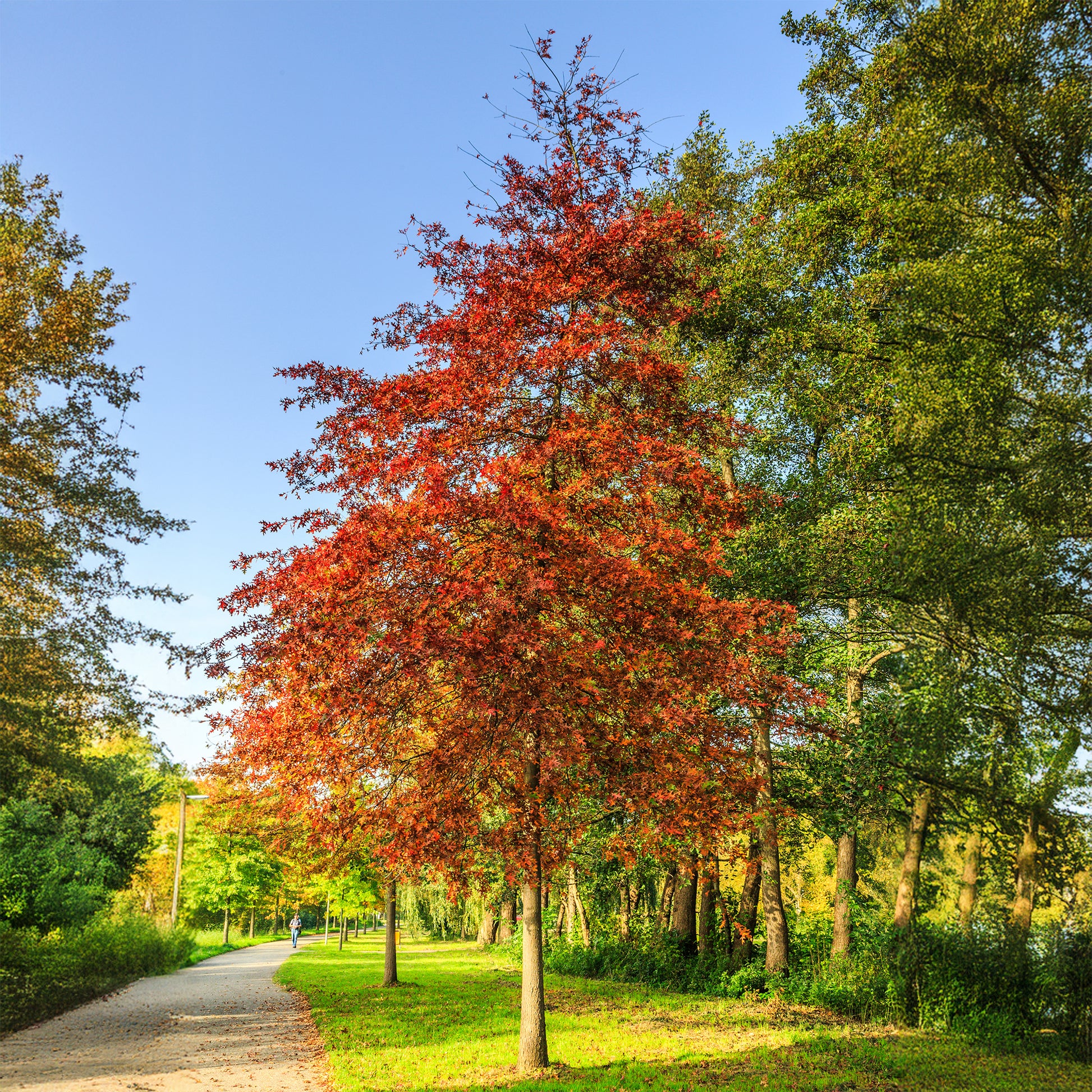 Moeraseik - Quercus palustris - Bakker