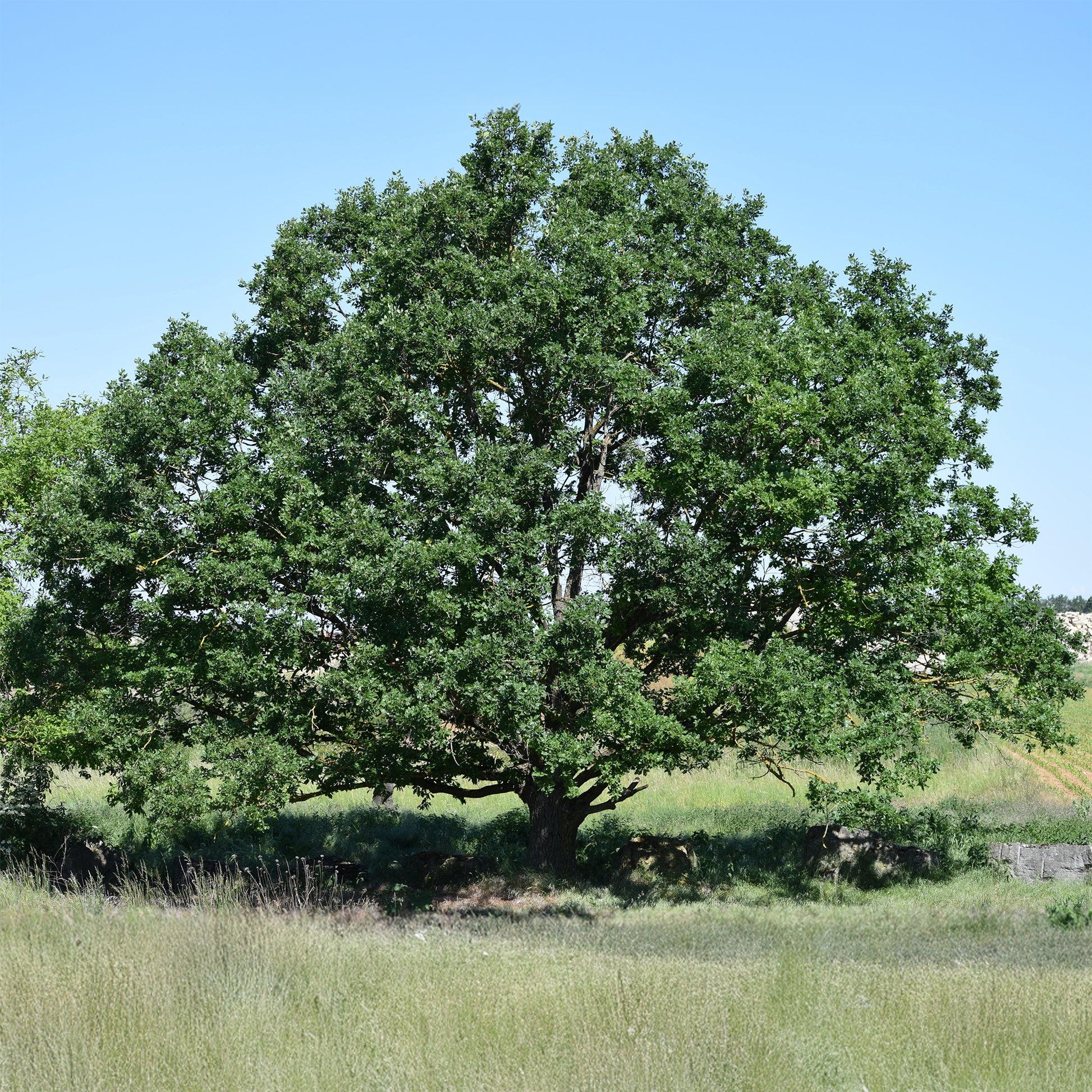 Wintereik - Quercus petraea - Bakker