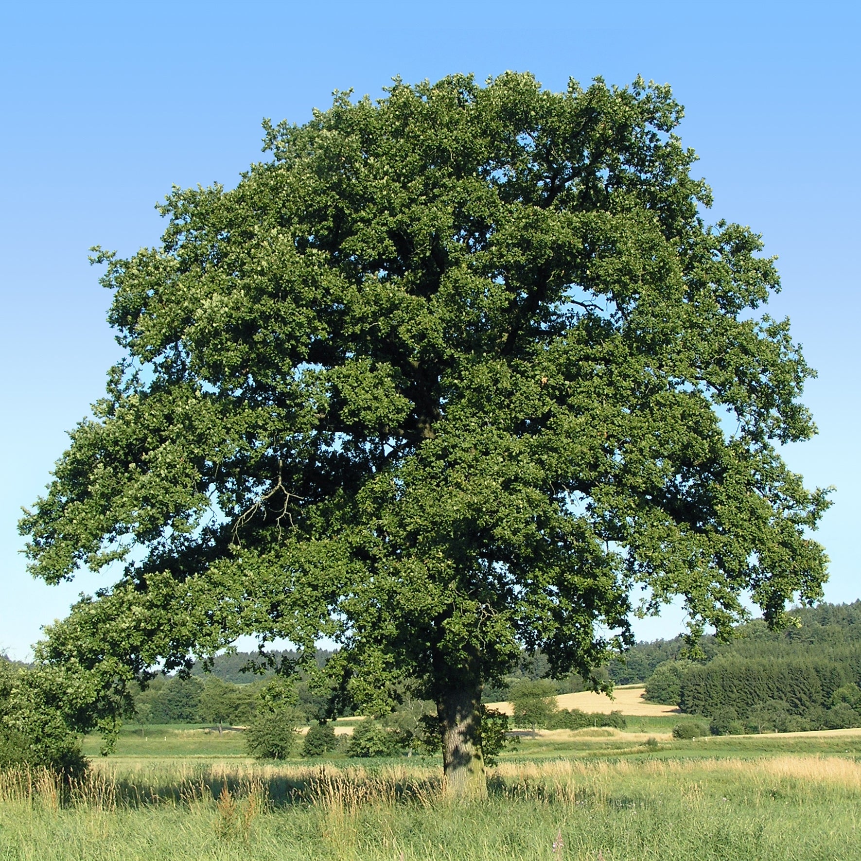 Wintereik - Bakker