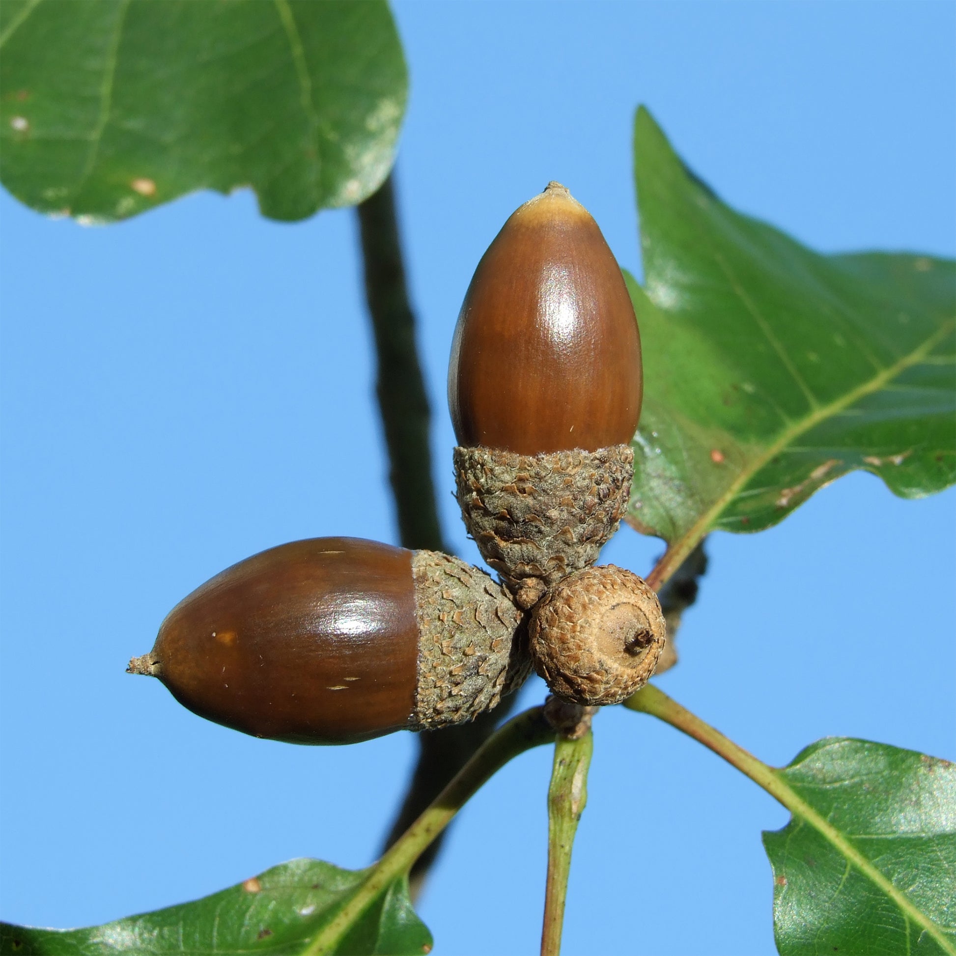 Quercus petraea - Wintereik - Bomen