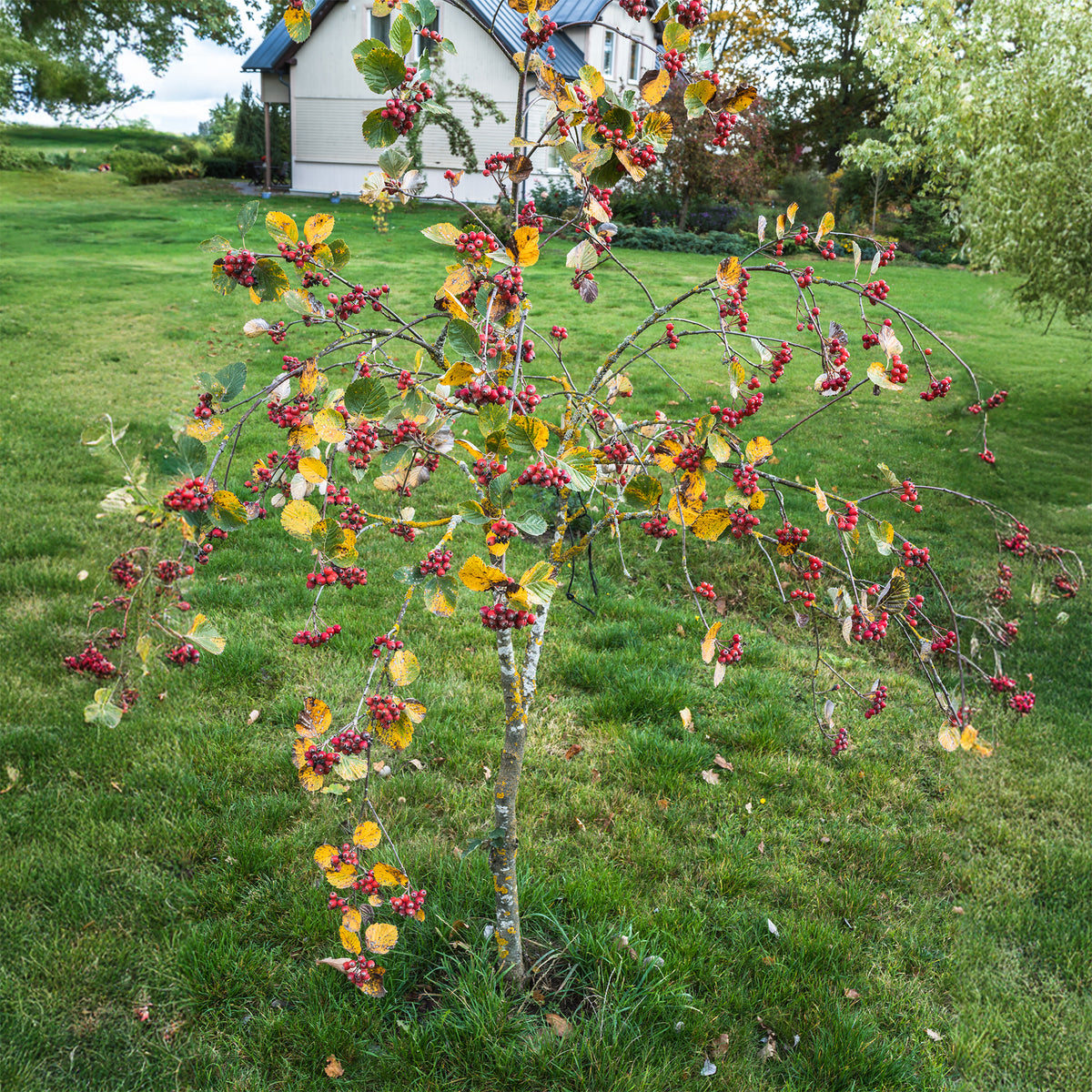 Meelbes ' Lutescens' - Bakker