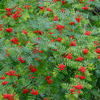 Wilde lijsterbes - Sorbus aucuparia - Bakker