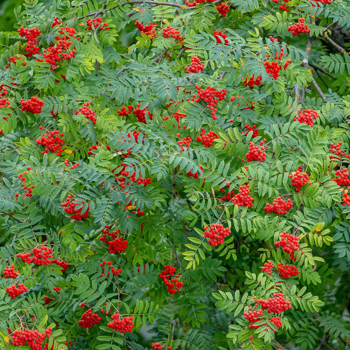 Lijsterbes - Wilde lijsterbes - Sorbus aucuparia