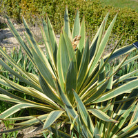 Yucca filamentosa Citrus twist® / Palmlelie - Bakker
