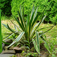 Palmlelie 'Variegata' - Yucca gloriosa Variegata - Bakker