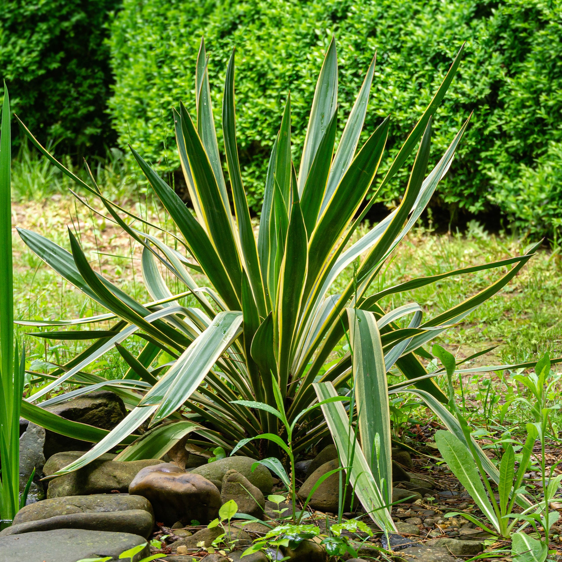 Palmlelie 'Variegata' - Yucca gloriosa Variegata - Bakker