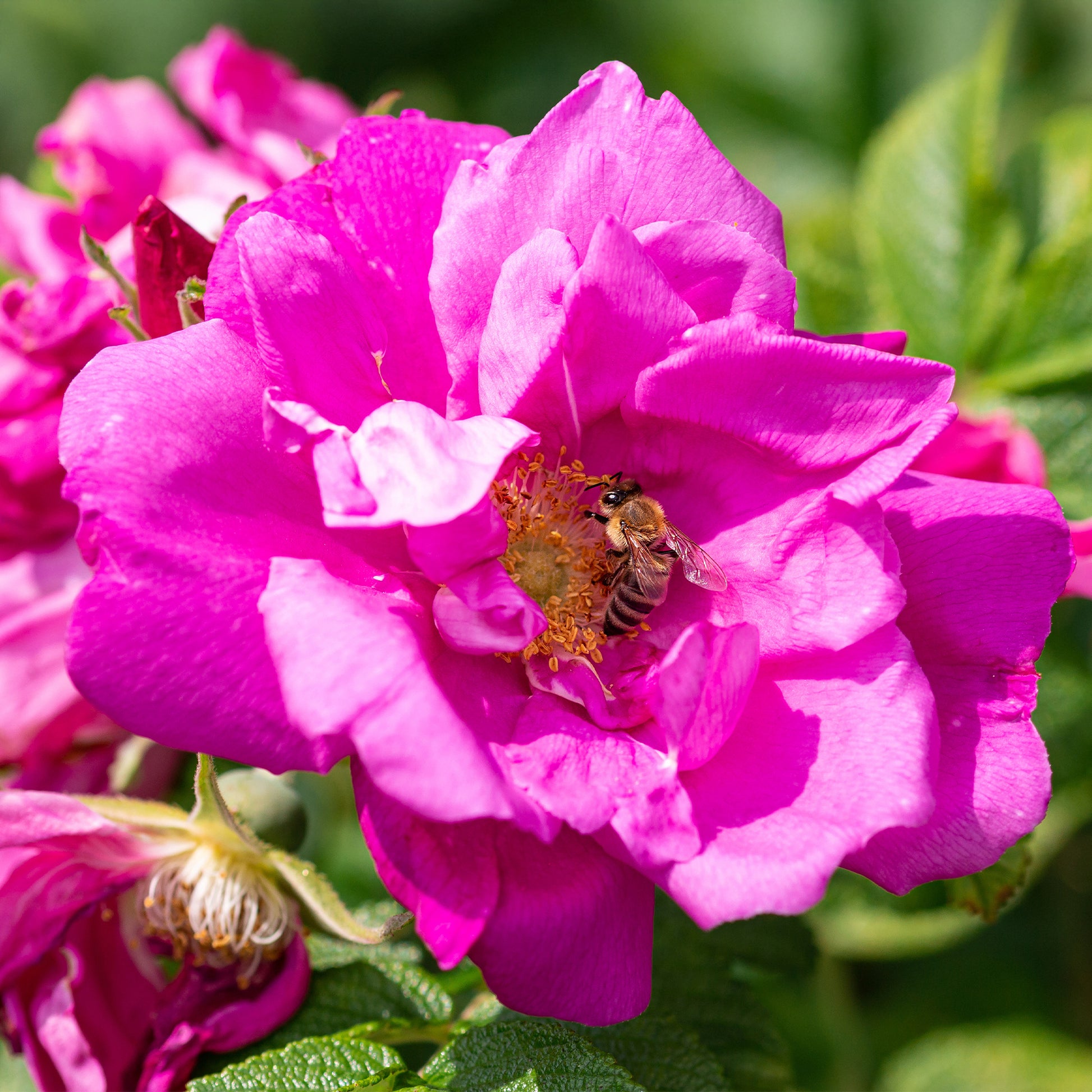 Rosa Wild Edric - Struikroos Rosa 'Wild Edric' - Rozen