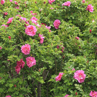 Struikroos Rosa 'Wild Edric' - Bakker