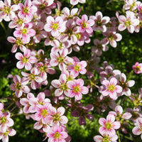 Steenbreek Arends Touran Neon Roze - Bakker