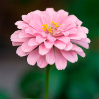 Roze Zinnia