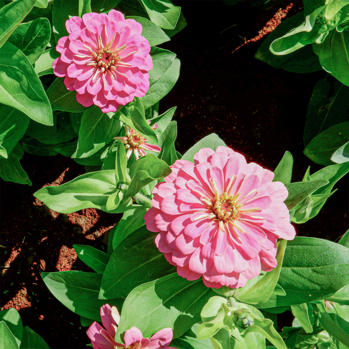 Zinnia pink - Roze Zinnia - Balkon- en terrasbloemen