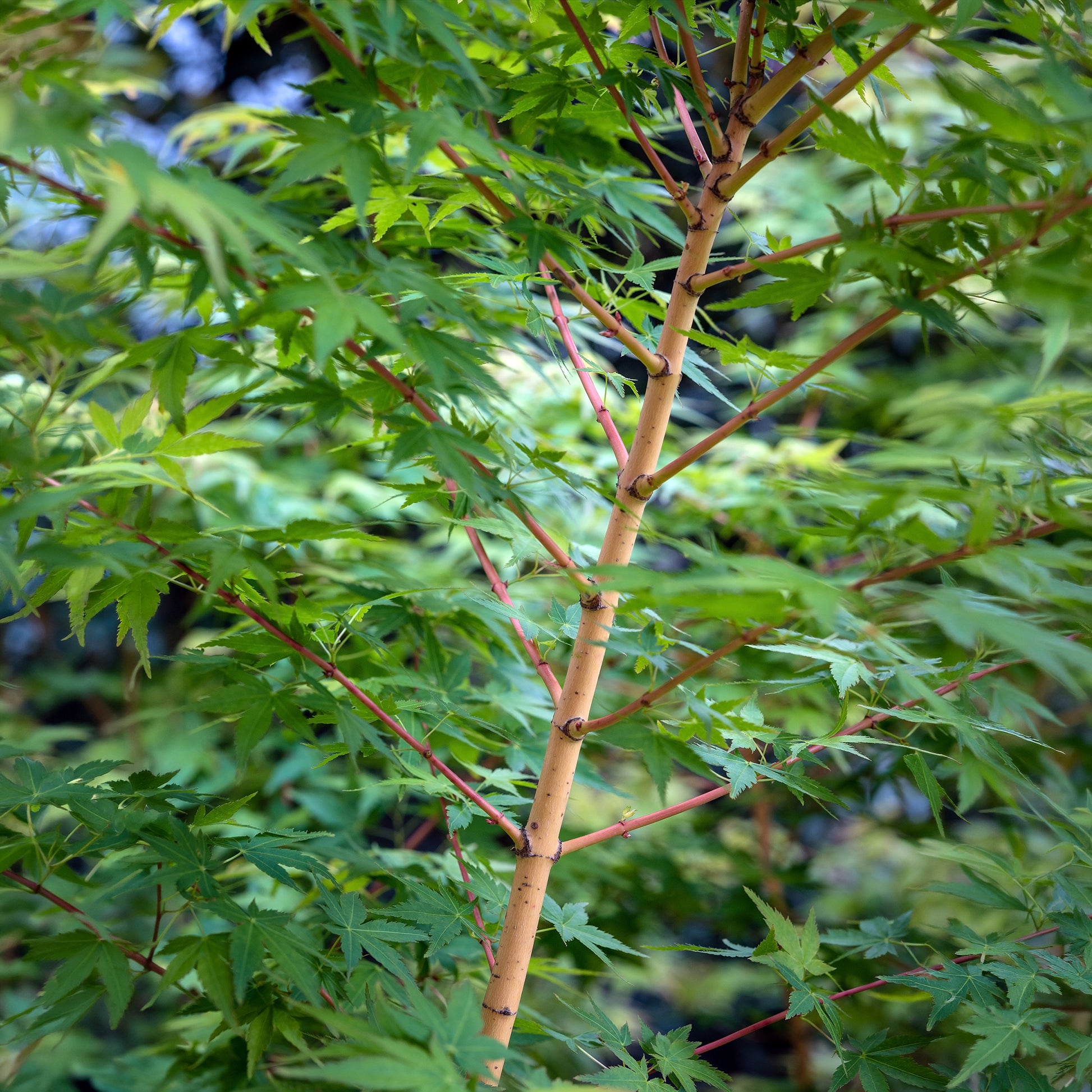 Japanse esdoorn Bi hoo - Acer palmatum Bi Hoo - Bakker