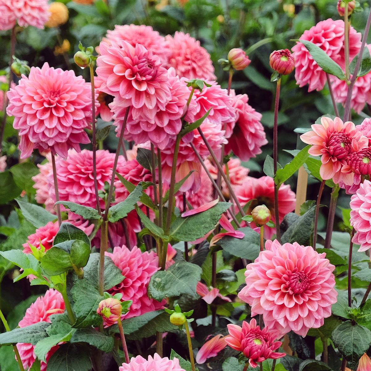 Dahlia Salmon Runner