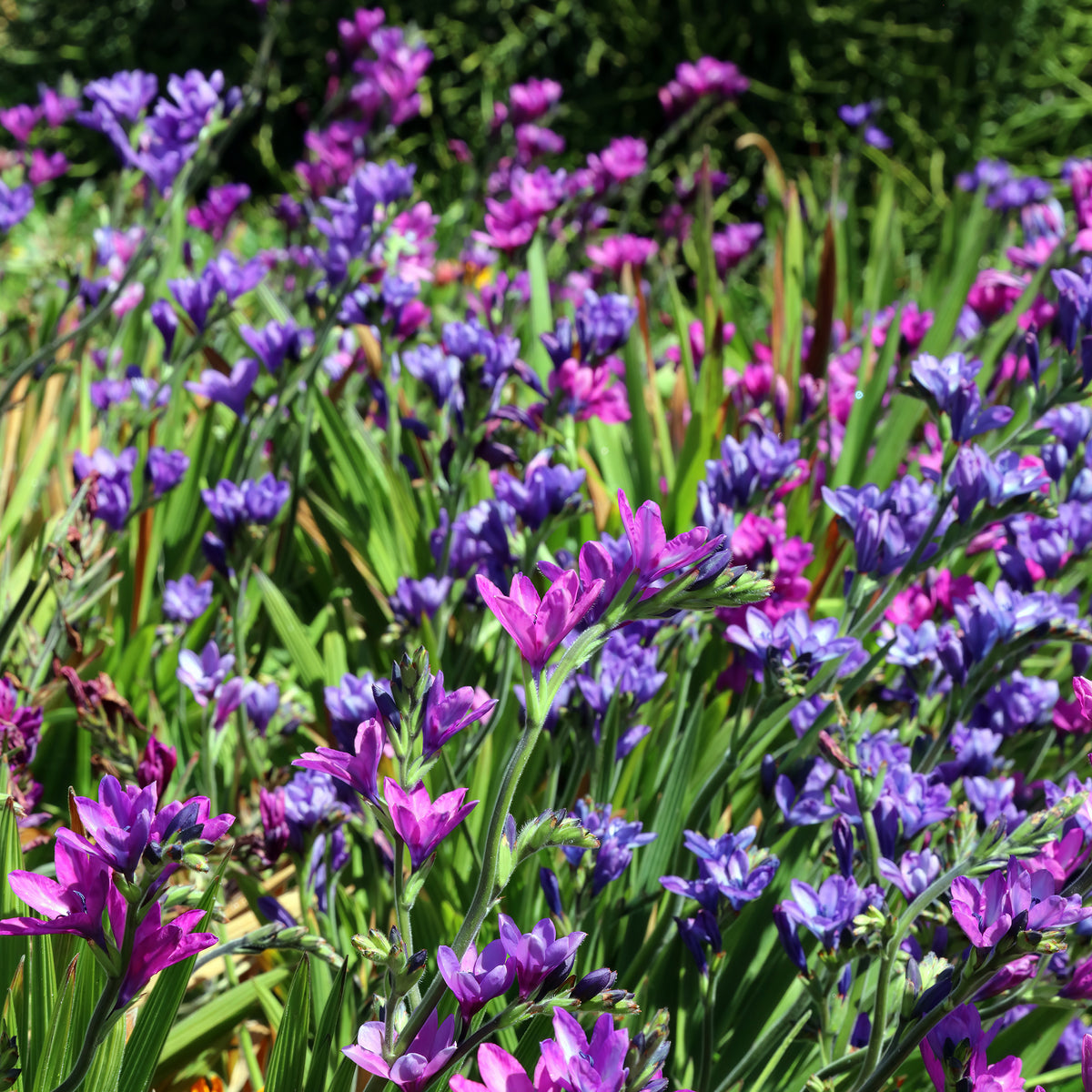 Baviaanbloem - Babiana stricta - Bakker