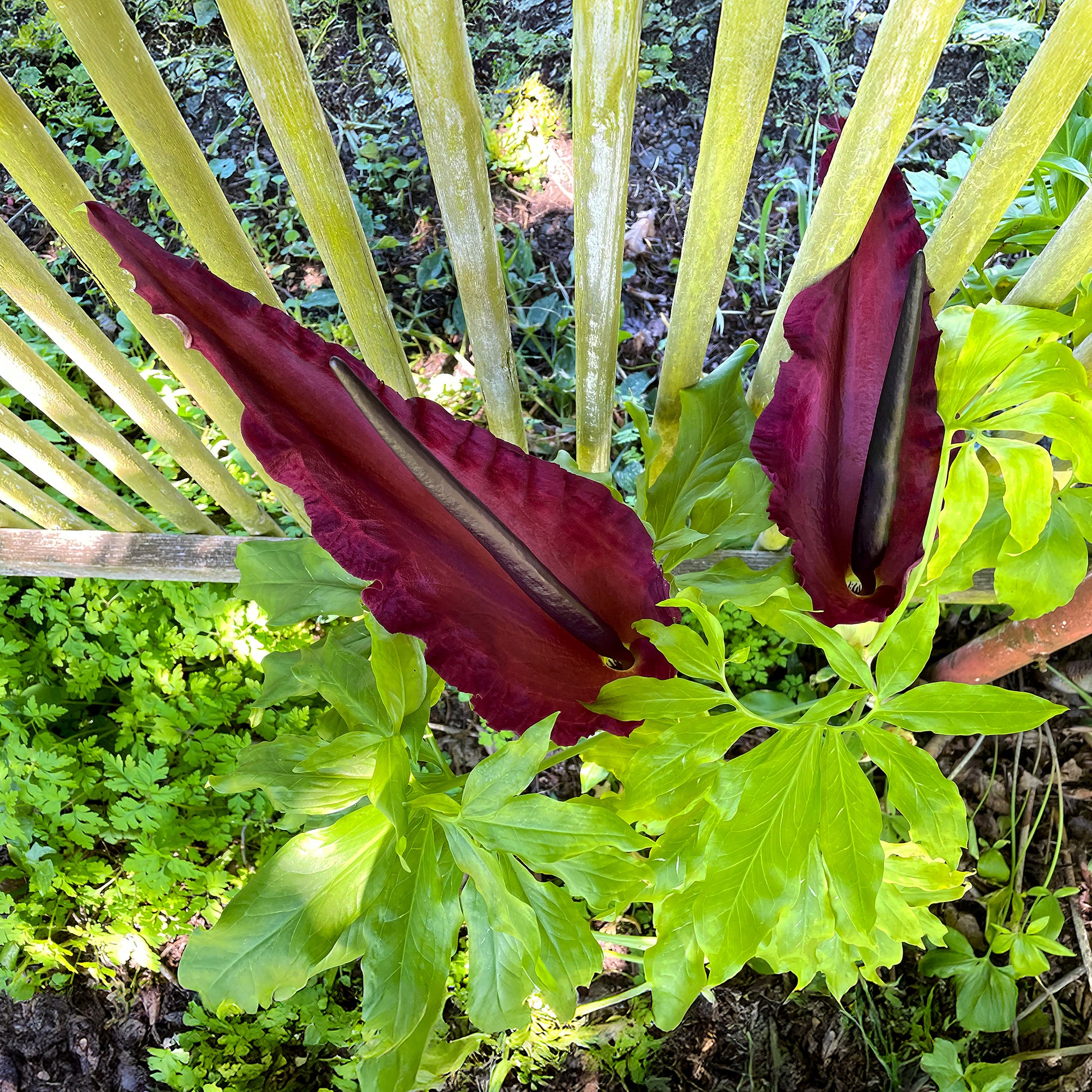 Drakenwortel - Dracunculus vulgaris - Bakker