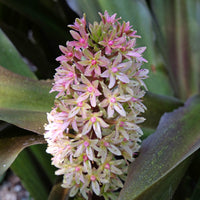 Ananasplant Sparkling Burgundy® - Eucomis comosa Sparkling Burgundy® - Bakker