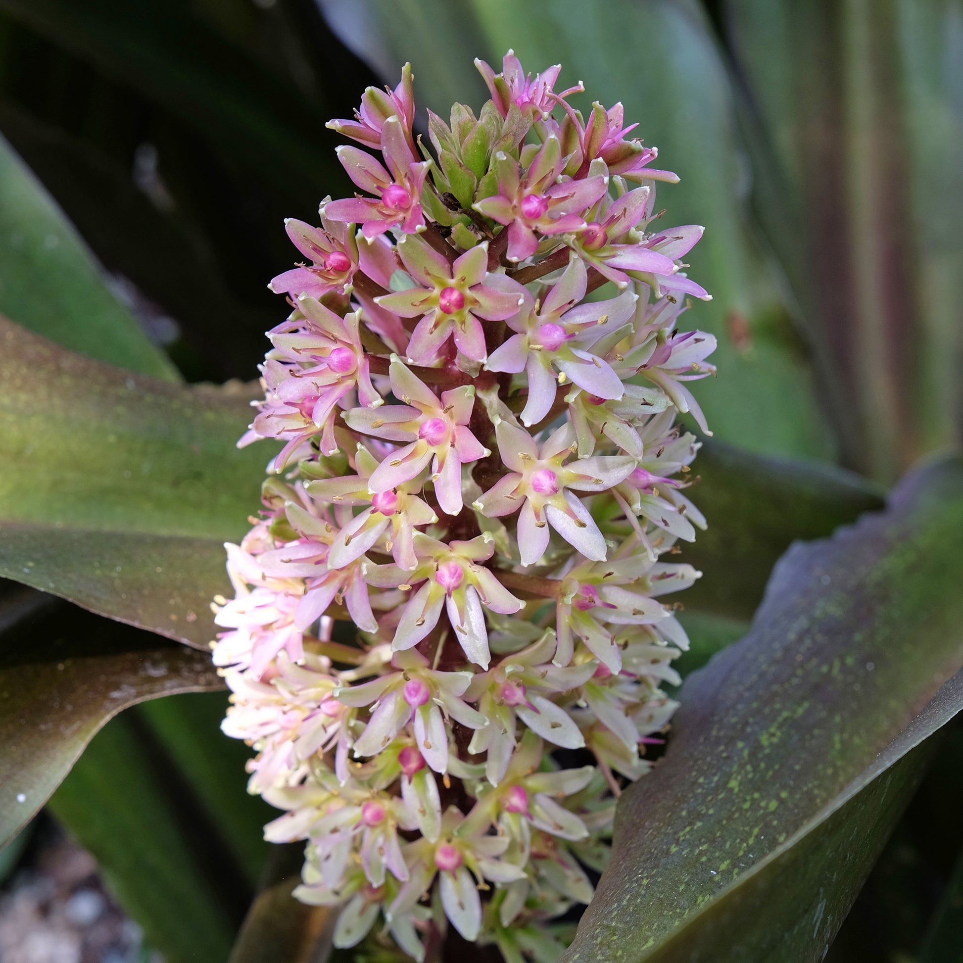 Ananasplant Sparkling Burgundy® - Eucomis comosa Sparkling Burgundy® - Bakker