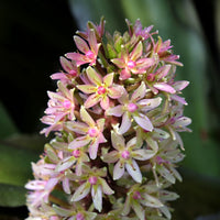 Eucomis - Kuiflelie - Ananasplant Sparkling Burgundy® - Eucomis comosa Sparkling Burgundy®