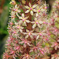 Eucomis comosa Sparkling Burgundy® - Ananasplant Sparkling Burgundy® - Eucomis - Kuiflelie